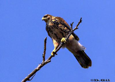 GAVILÁN MIXTO (Parabuteo unicinctus) - (Inmaduro) Facultad de Agronomía - MONTEVIDEO (Agosto 2009)